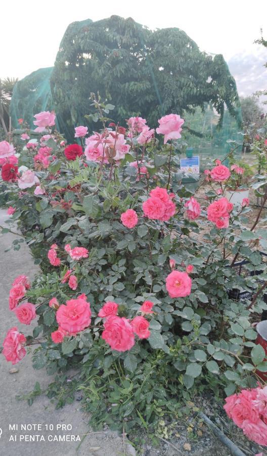 La Casa Delle Rose 1 Βίλα Giba Εξωτερικό φωτογραφία